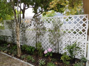 IMG_20201207_133307 - Copy